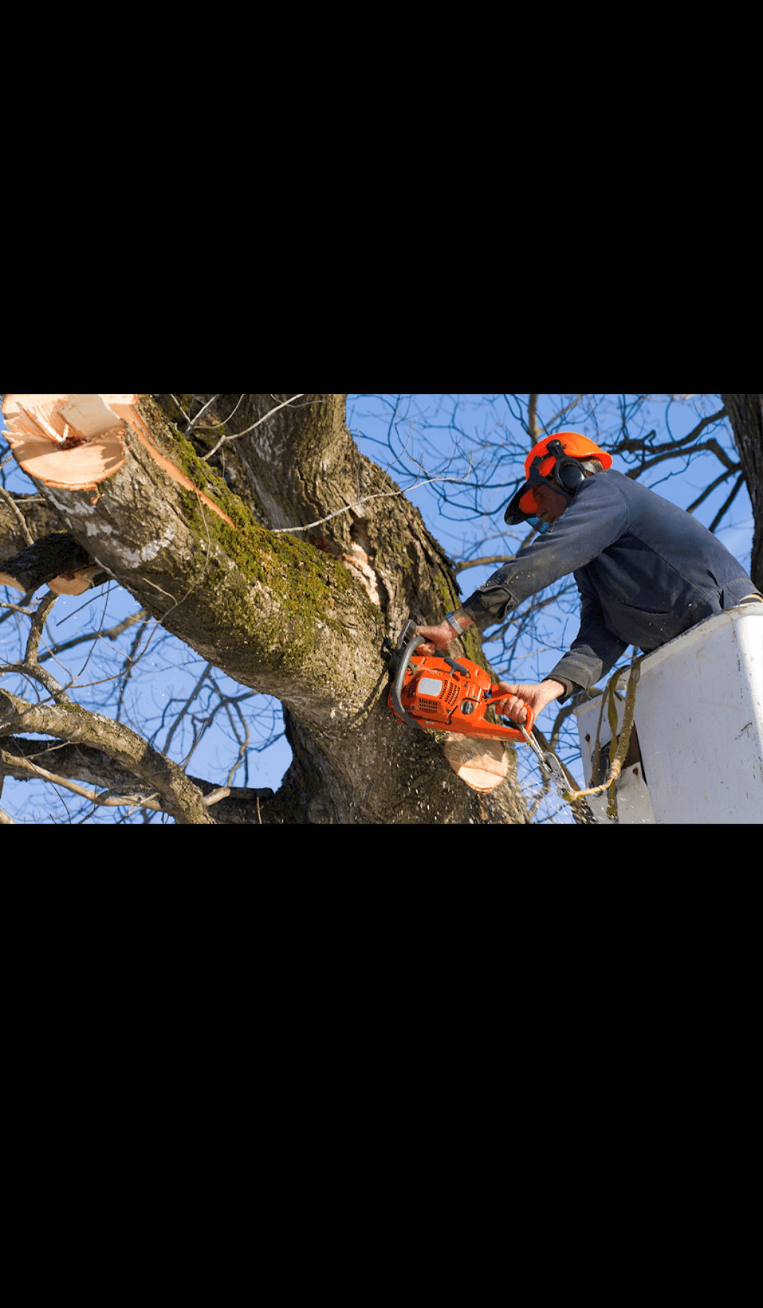 Arborist in a bucket lift using a chainsaw to cut a large mossy branch.