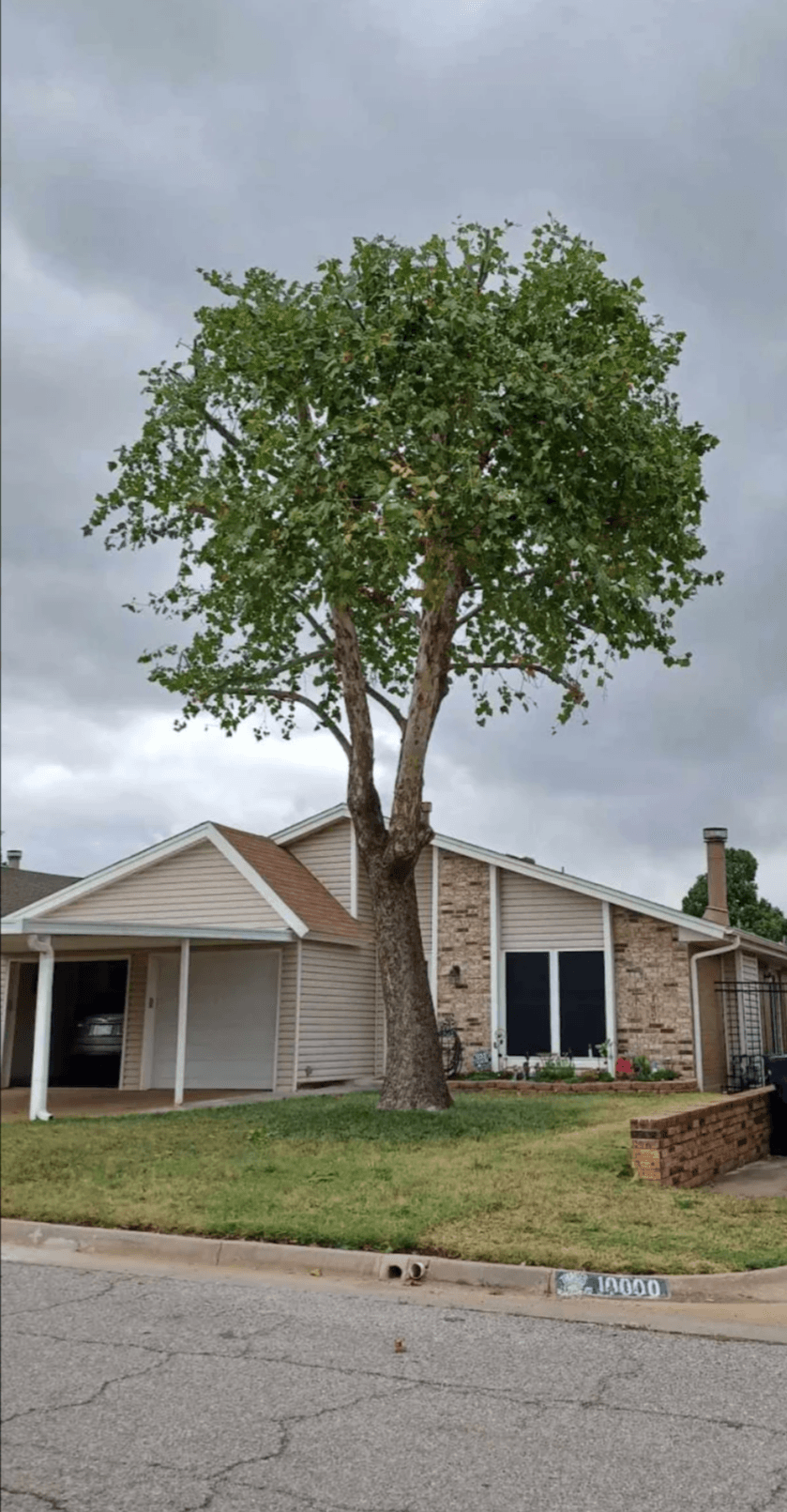 Large leafy tree in front of a tan suburban house under a cloudy sky.
