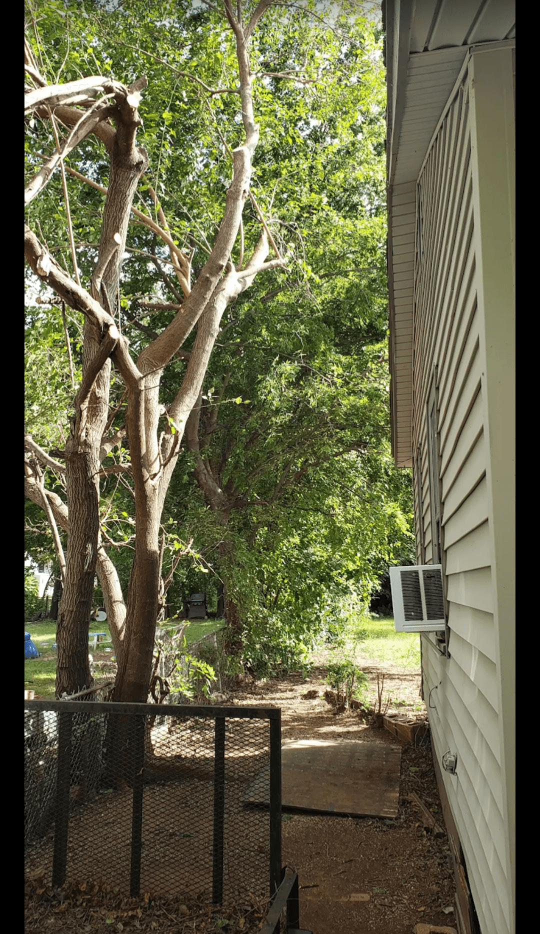 Narrow side yard with a window air conditioner and large trees with trimmed branches.